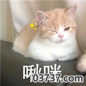 抖音小猫咪能有什么坏心眼呢截图