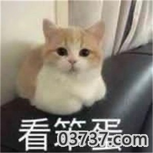 抖音小猫咪能有什么坏心眼呢截图