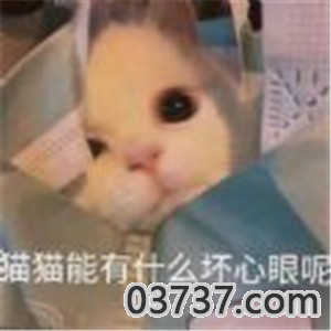 抖音小猫咪能有什么坏心眼呢截图