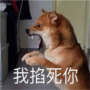 气死我了表情包柴犬高清图片1.jpg