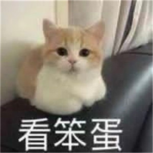 抖音小猫咪能有什么坏心眼呢2.jpg