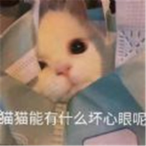 抖音小猫咪能有什么坏心眼呢3.jpg