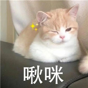 抖音小猫咪能有什么坏心眼呢4.jpg