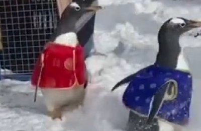 企鹅也要穿冬装？大连人工孵化企鹅过年了