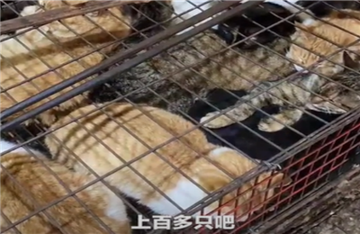 猫肉能吃吗？湖南永州市场卖现宰活猫被查封的原因是什么