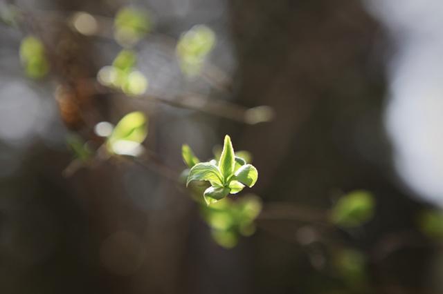 槐花怎么保存？槐花怎么吃好吃又简单做法分享